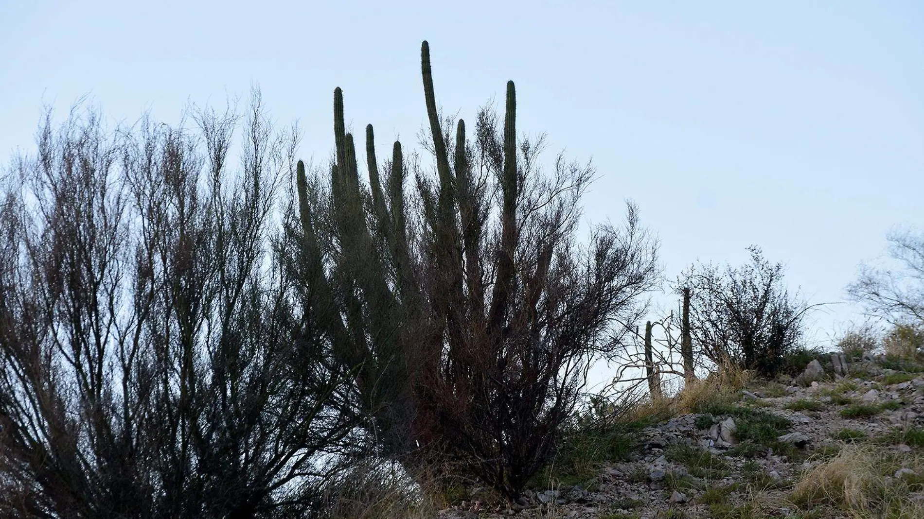 Zacate Buffel: un peligro para el desierto de Sonora 